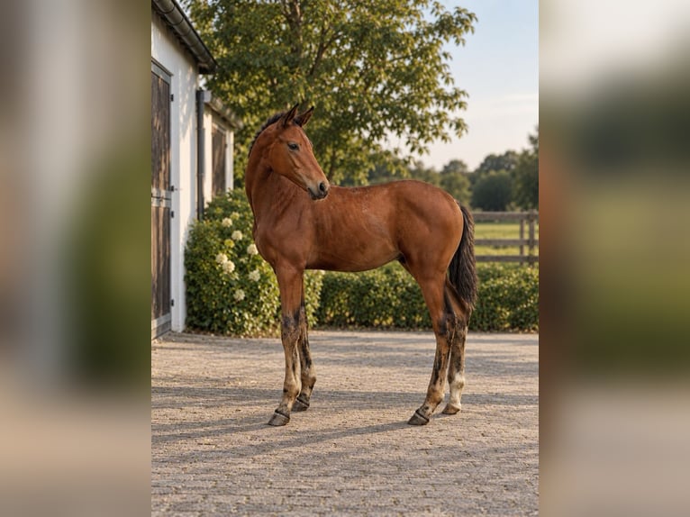 Hanoverian Stallion Foal (05/2026) Brown in Waltrop