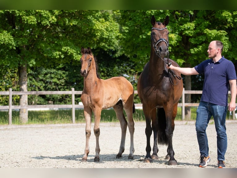 Hanoverian Stallion Foal (03/2025) Brown in Wingst