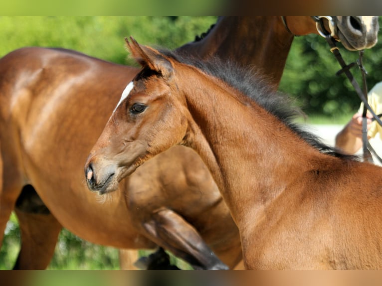 Hanoverian Stallion  Brown in Wingst