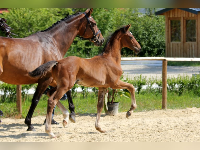 Hanoverian Stallion  Brown in Wingst