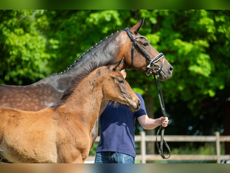 Hanoverian Stallion Foal (03/2025) Brown in Wingst