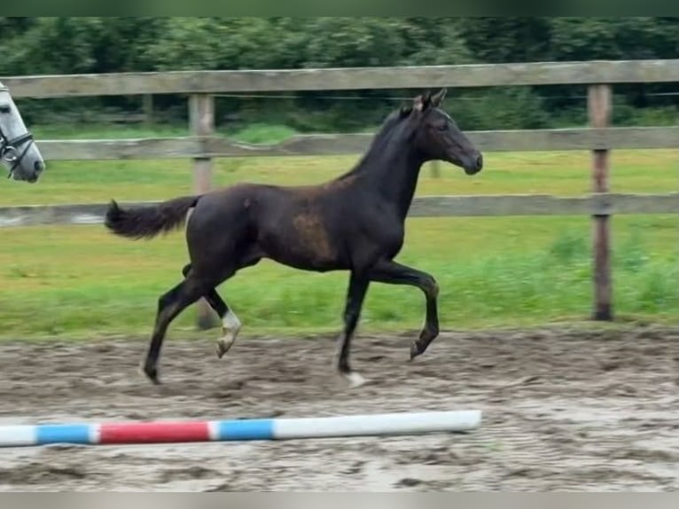 Hanoverian Stallion Foal (05/2026) Brown in Wittingen