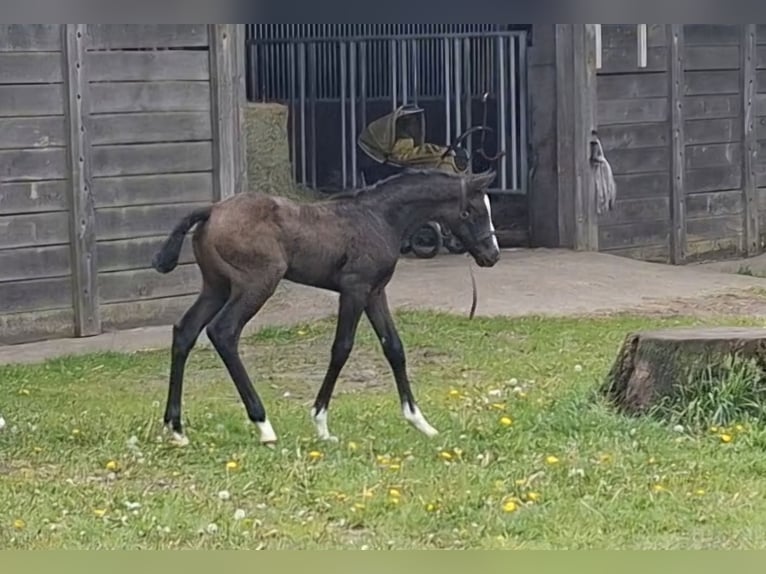Hanoverian Stallion Foal (04/2026) Brown in Bremen