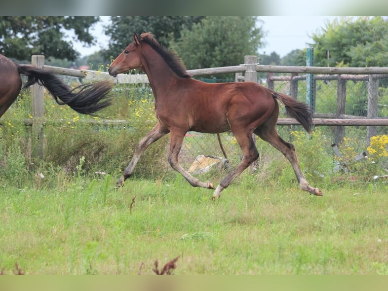 Hanoverian Stallion Foal (03/2025) Brown in Walchum