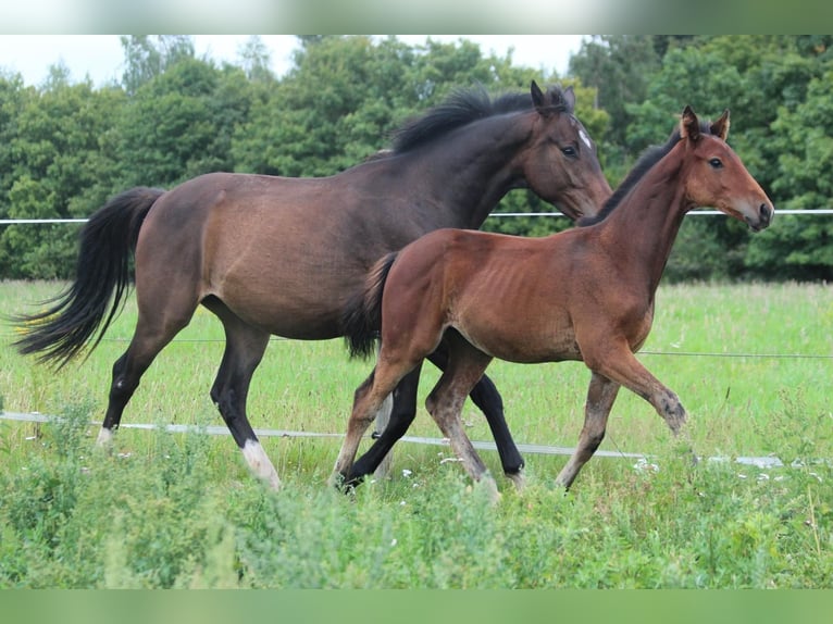 Hanoverian Stallion Foal (03/2025) Brown in Walchum