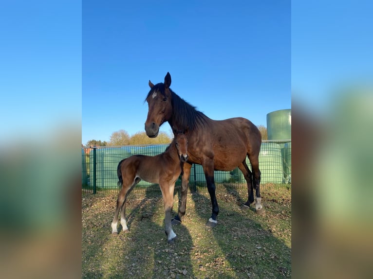 Hanoverian Stallion Foal (03/2025) Brown in Walchum
