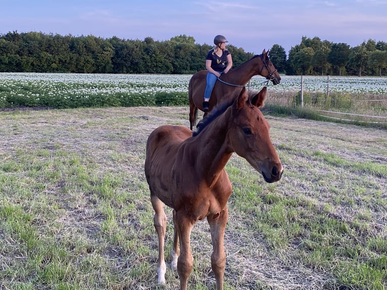 Hanoverian Stallion Foal (03/2025) Brown in Walchum