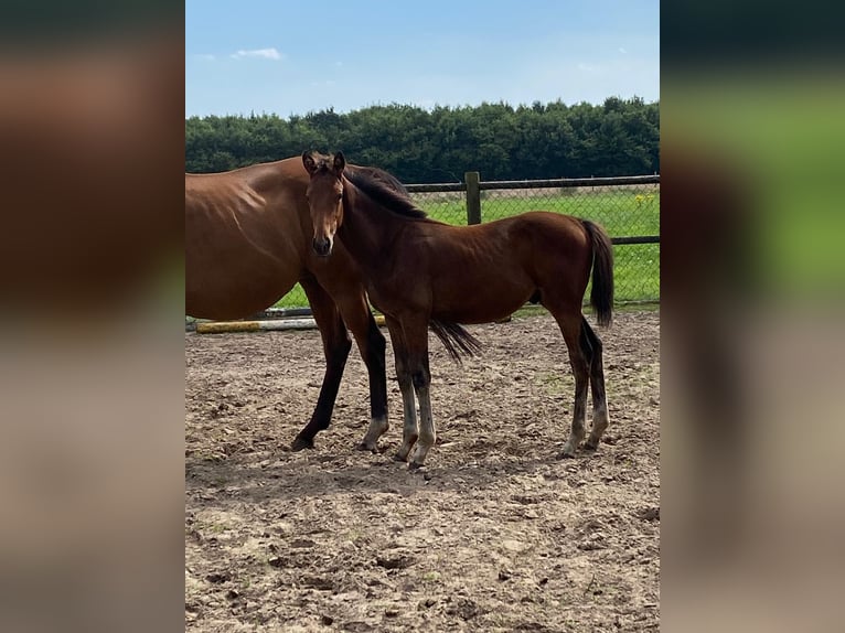 Hanoverian Stallion Foal (03/2025) Brown in Walchum