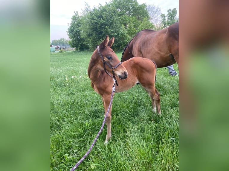 Hanoverian Stallion Foal (03/2025) Brown in Walchum