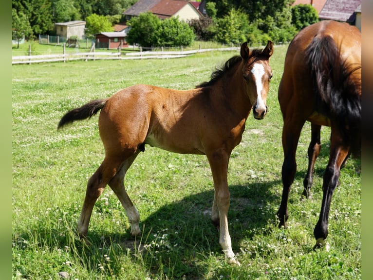 Hanoverian Stallion  Brown in Hessisch Lichtenau