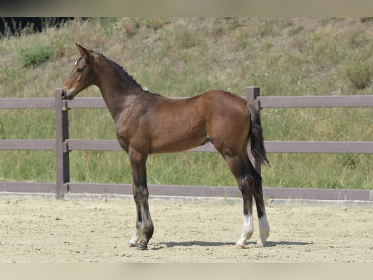 Hanoverian Stallion Foal (04/2025) Brown in F&#xFC;rth