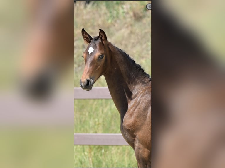 Hanoverian Stallion Foal (04/2025) Brown in F&#xFC;rth