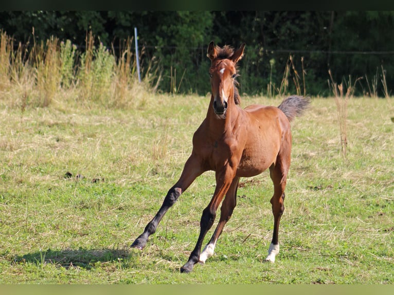 Hanoverian Stallion Foal (03/2025) Brown-Light in Gleichen