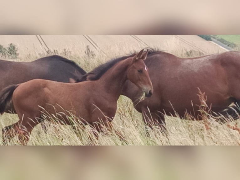 Hanoverian Stallion  Brown-Light in Gleichen