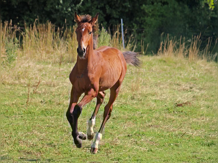 Hanoverian Stallion Foal (03/2025) Brown-Light in Gleichen
