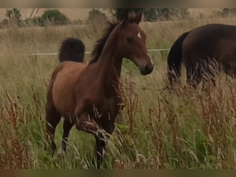 Hanoverian Stallion  Brown-Light in Gleichen