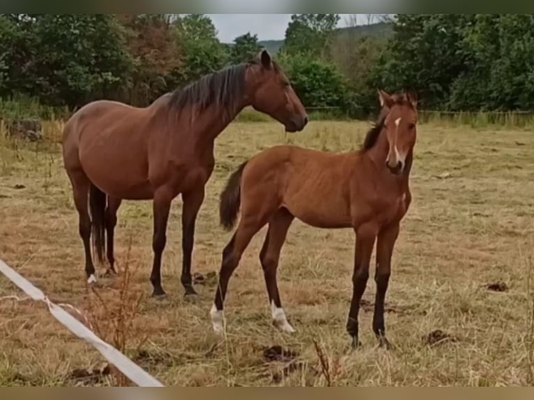 Hanoverian Stallion  Brown-Light in Gleichen