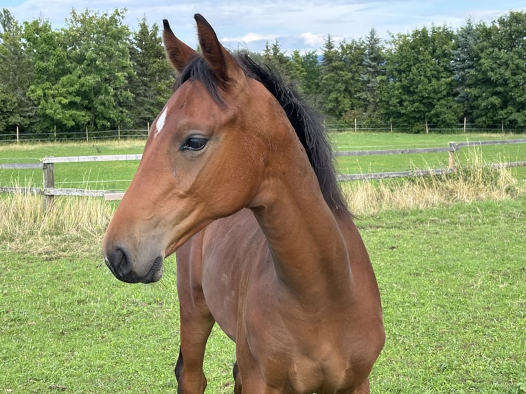 Hanoverian Stallion Foal (03/2025) Brown in Balingen