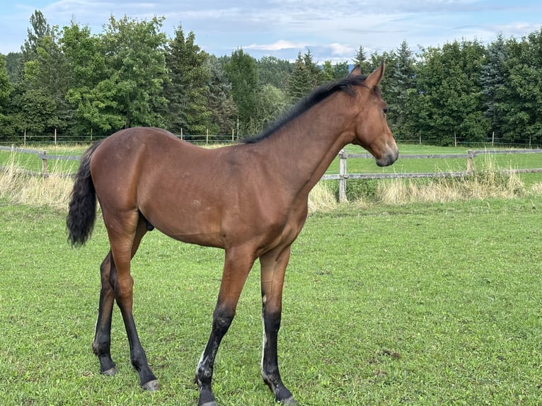 Hanoverian Stallion Foal (03/2025) Brown in Balingen