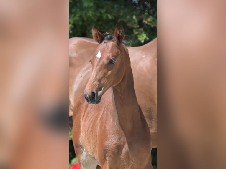 Hanoverian Stallion Foal (03/2025) Brown in Balingen