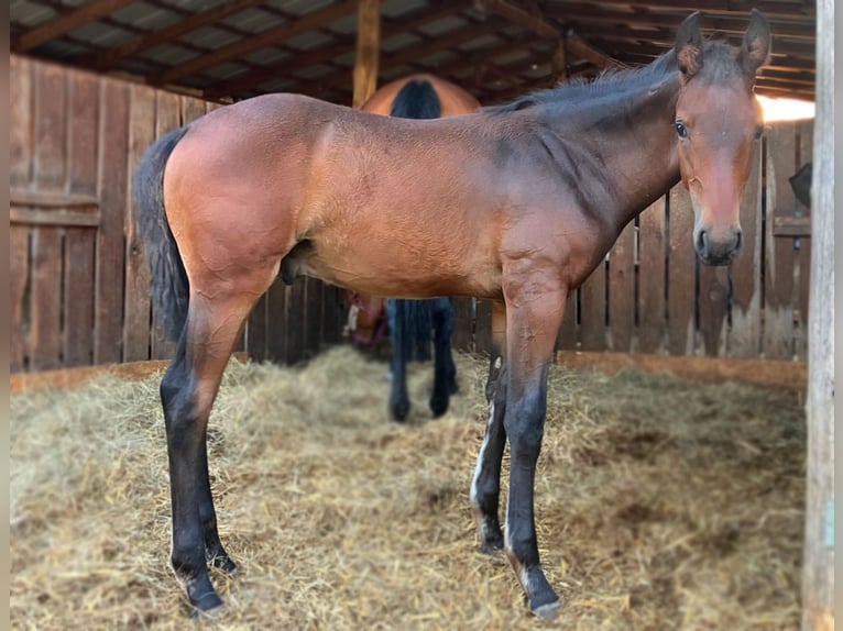 Hanoverian Stallion  Brown in Werder