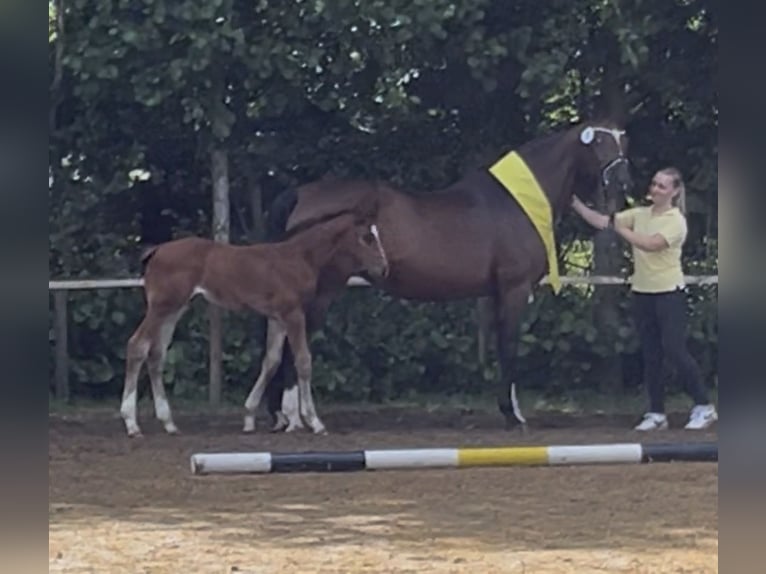 Hanoverian Stallion Foal (05/2026) Brown in Osten