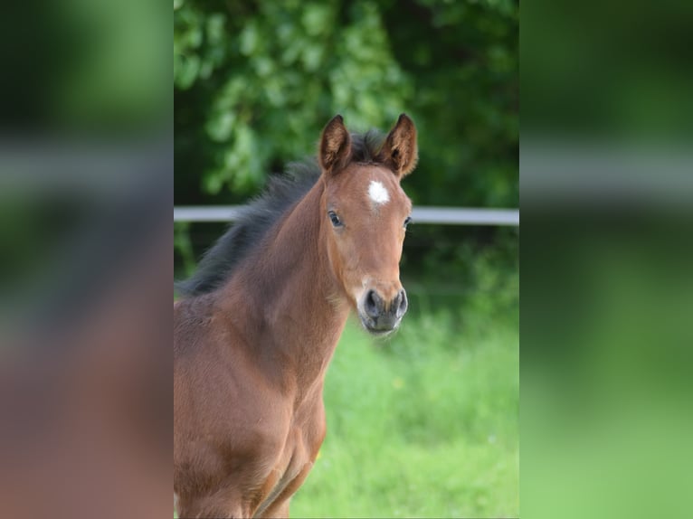 Hanoverian Stallion Foal (04/2026) Brown in Altmärkische Höhe