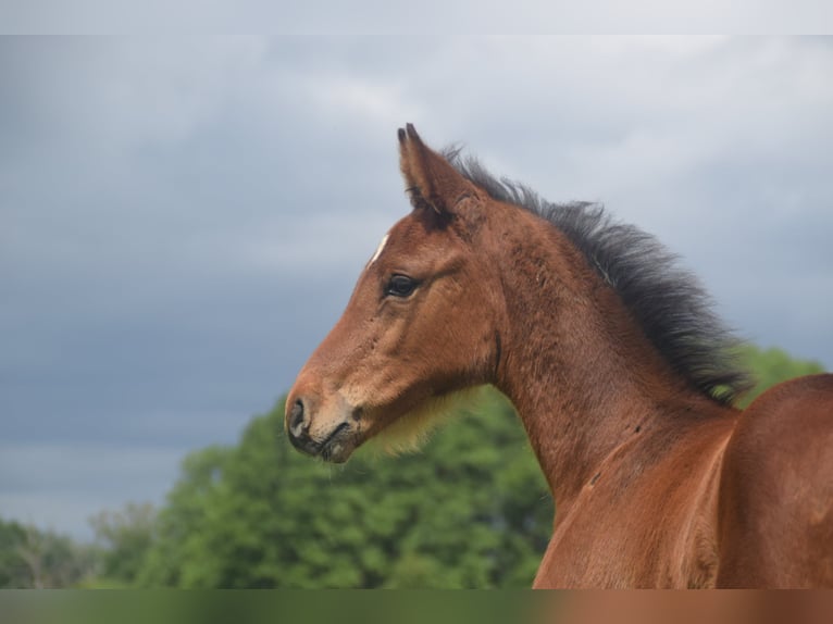 Hanoverian Stallion Foal (04/2026) Brown in Altmärkische Höhe