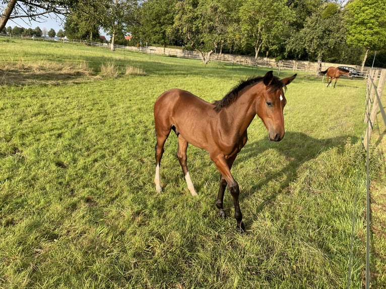 Hanoverian Stallion Foal (05/2023) Brown in Gehrden