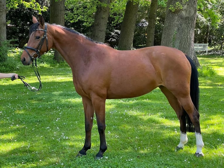 Hanoverian Stallion Foal (05/2023) Brown in Gehrden