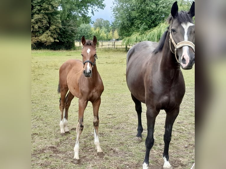 Hanoverian Stallion  Brown in B&#xFC;ckeburg