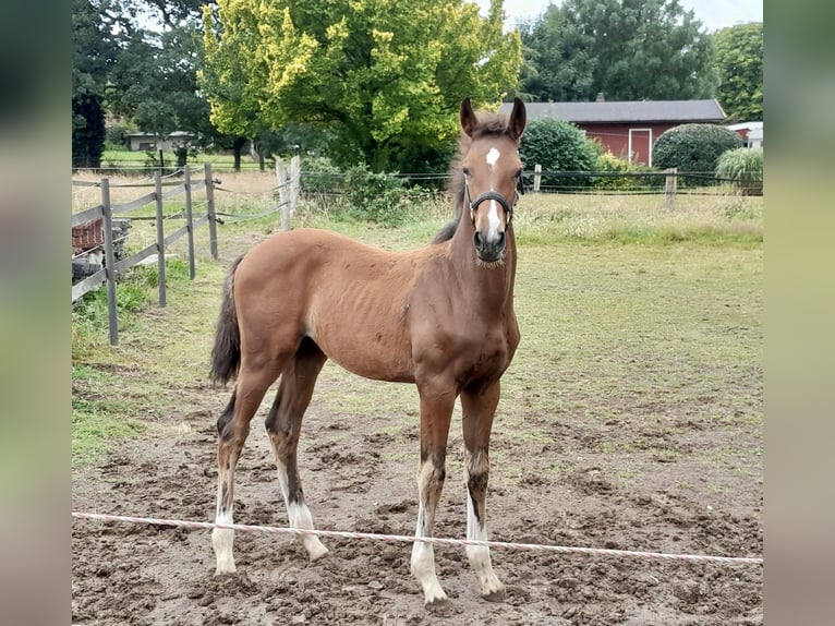 Hanoverian Stallion  Brown in B&#xFC;ckeburg
