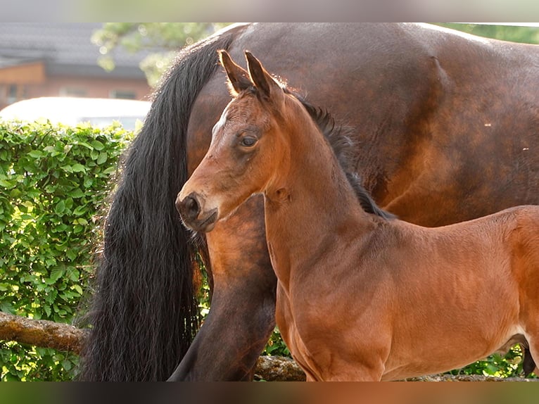 Hanoverian Stallion Brown in Celle Hanoverian Stallion Brown in Celle