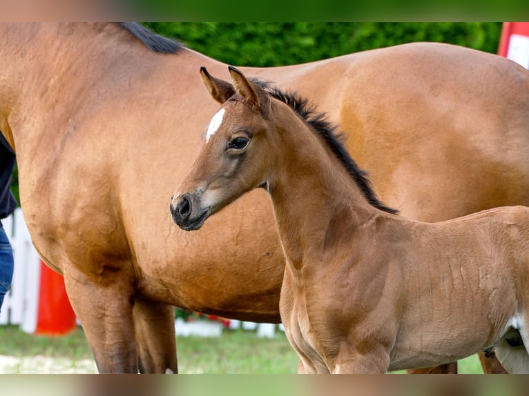 Hanoverian Stallion  Brown in Celle