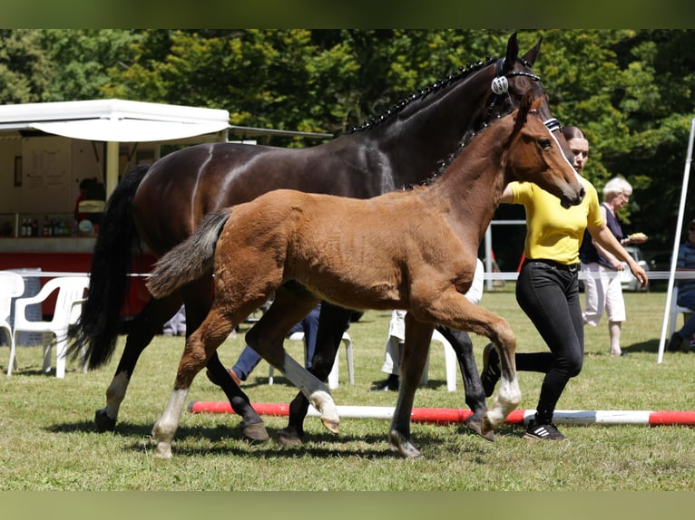 Hanoverian Stallion Foal (02/2024) Brown in Dannenberg (Elbe)