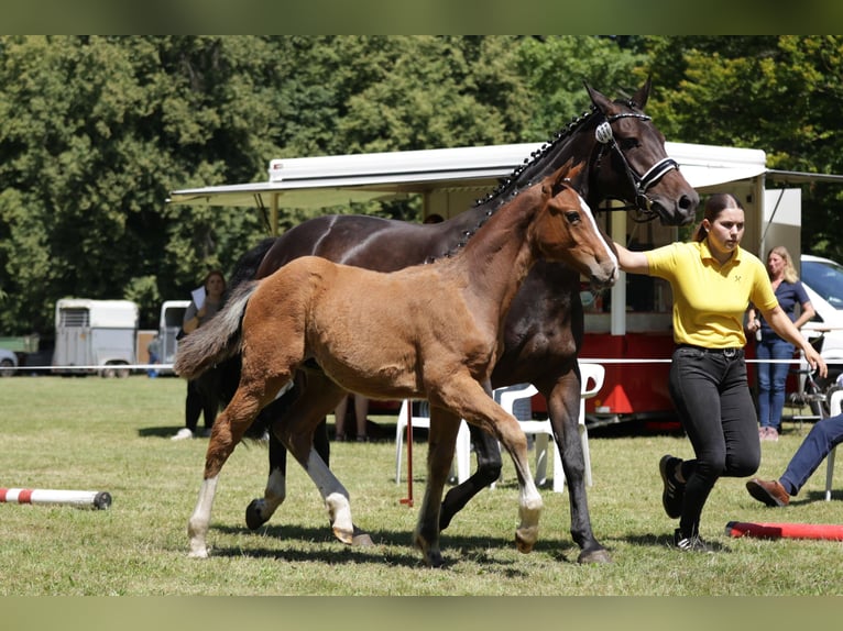 Hanoverian Stallion Foal (02/2024) Brown in Dannenberg (Elbe)