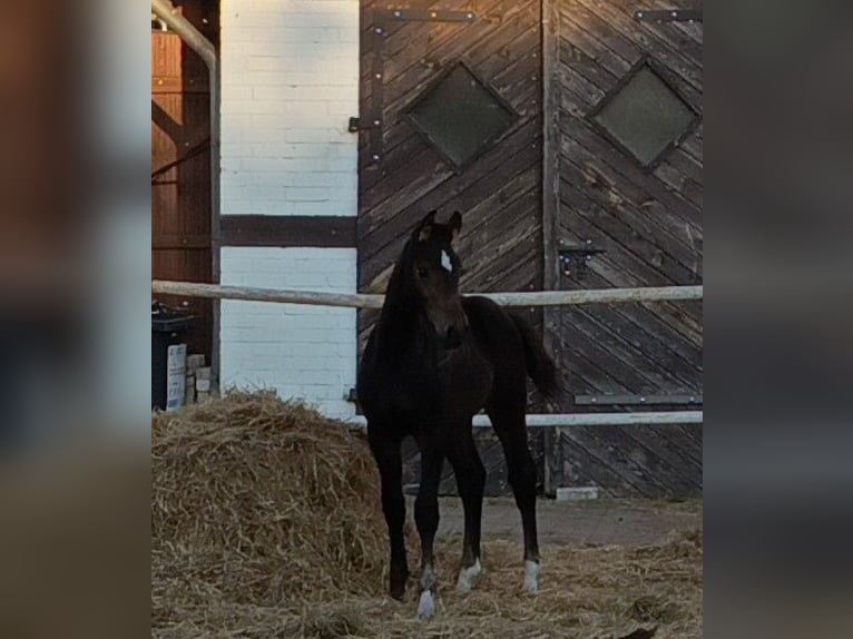 Hanoverian Stallion Foal (06/2025) Brown in Lehrte