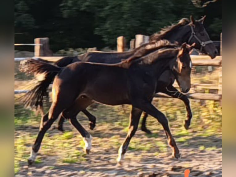Hanoverian Stallion Foal (06/2025) Brown in Lehrte