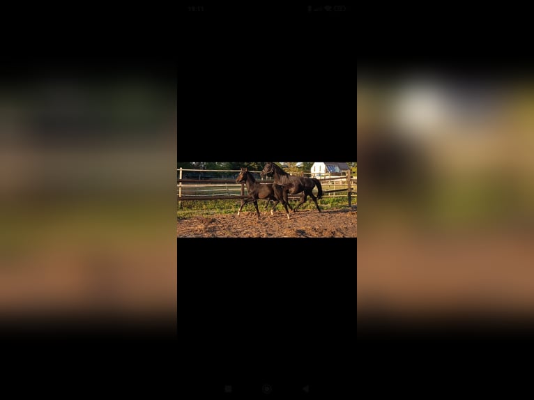 Hanoverian Stallion Foal (06/2025) Brown in Lehrte