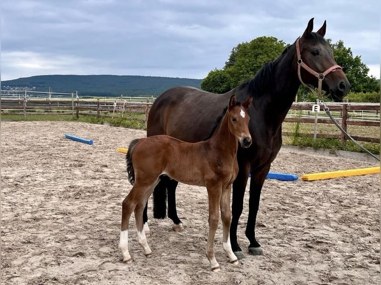 Hanoverian Stallion Foal (04/2025) Brown in Elze