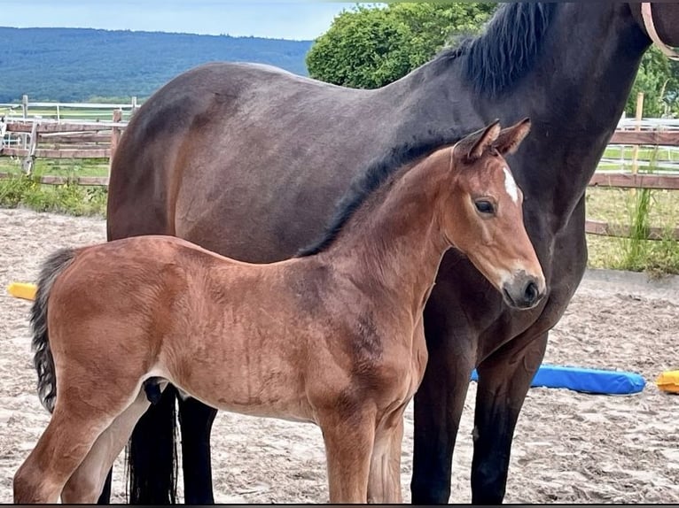 Hanoverian Stallion Foal (04/2025) Brown in Elze