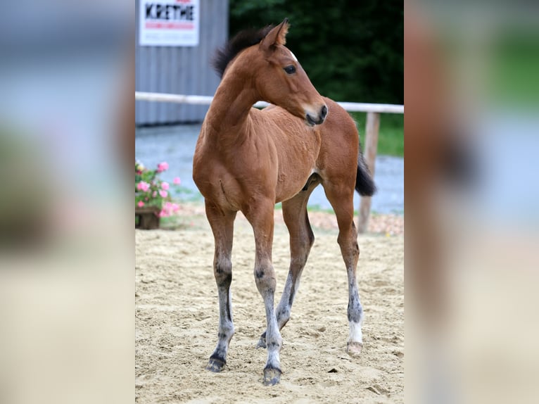 Hanoverian Stallion Foal (04/2026) Brown in Cuxhaven