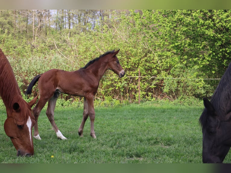 Hanoverian Stallion  Brown in Borgholzhausen
