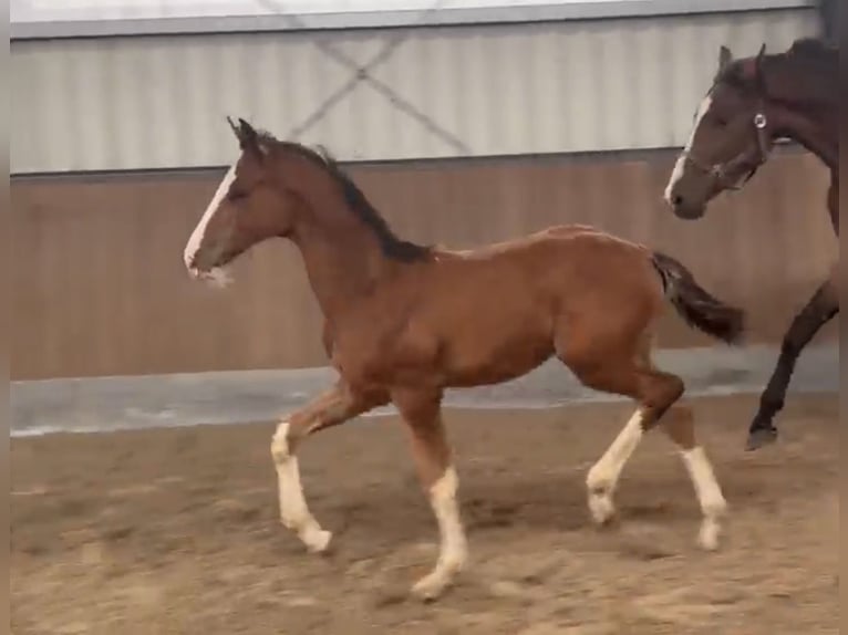 Hanoverian Stallion Foal (04/2026) Brown in Herzlake