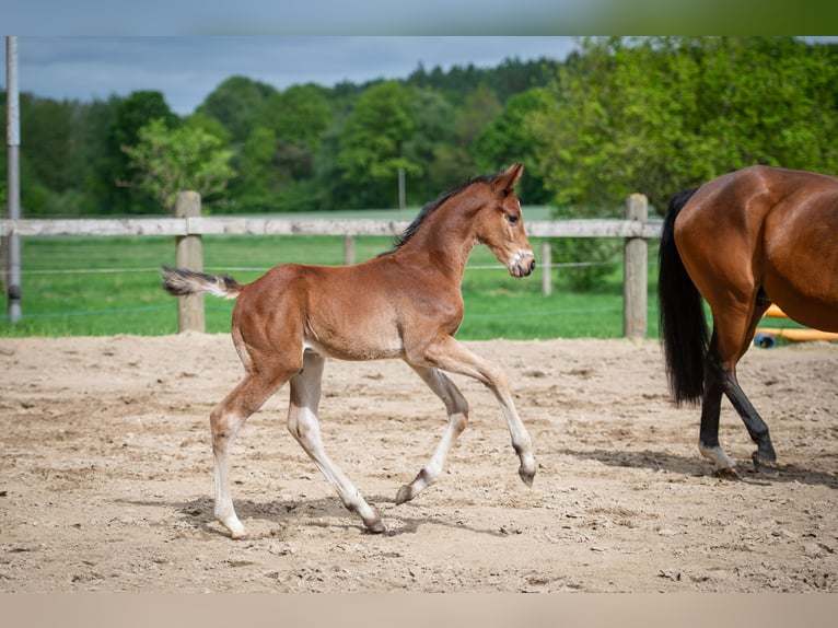 Hanoverian Stallion  Brown in Merzen