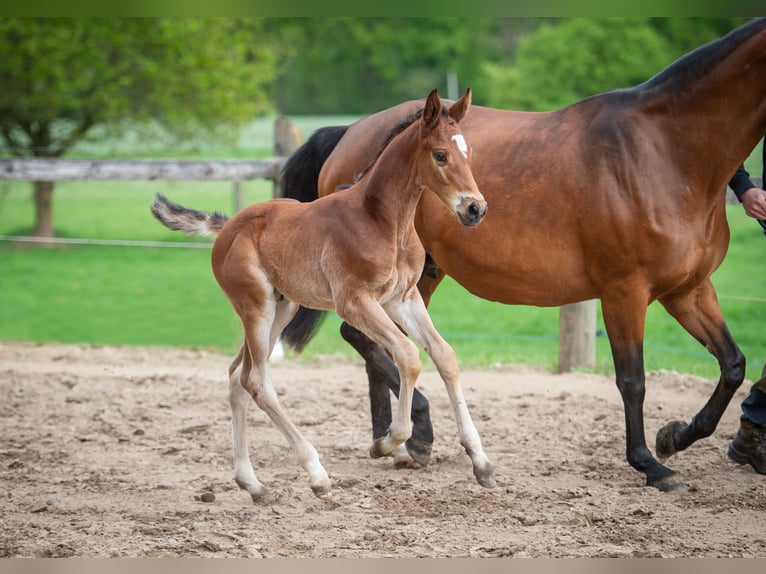 Hanoverian Stallion  Brown in Merzen