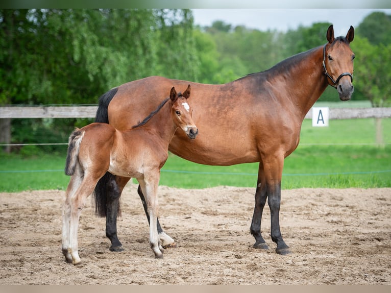 Hanoverian Stallion  Brown in Merzen