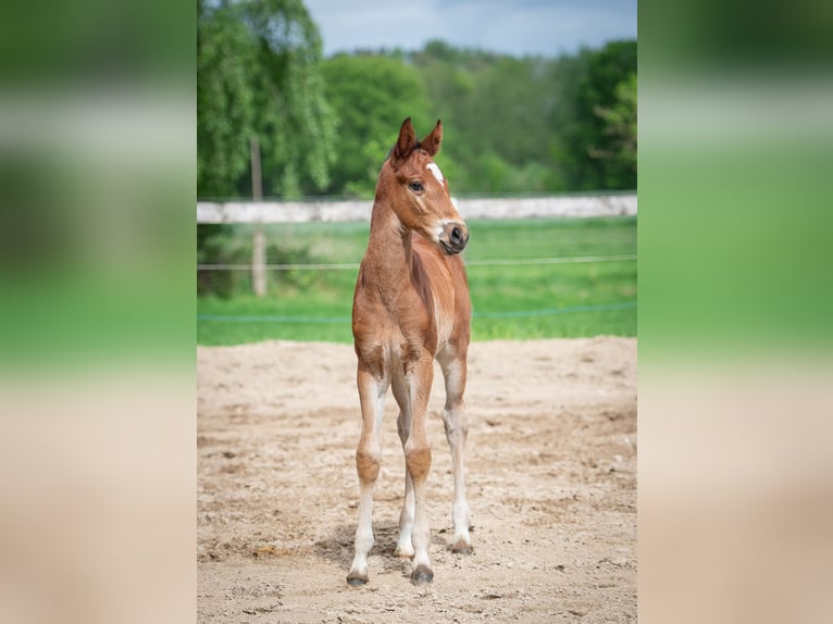 Hanoverian Stallion  Brown in Merzen