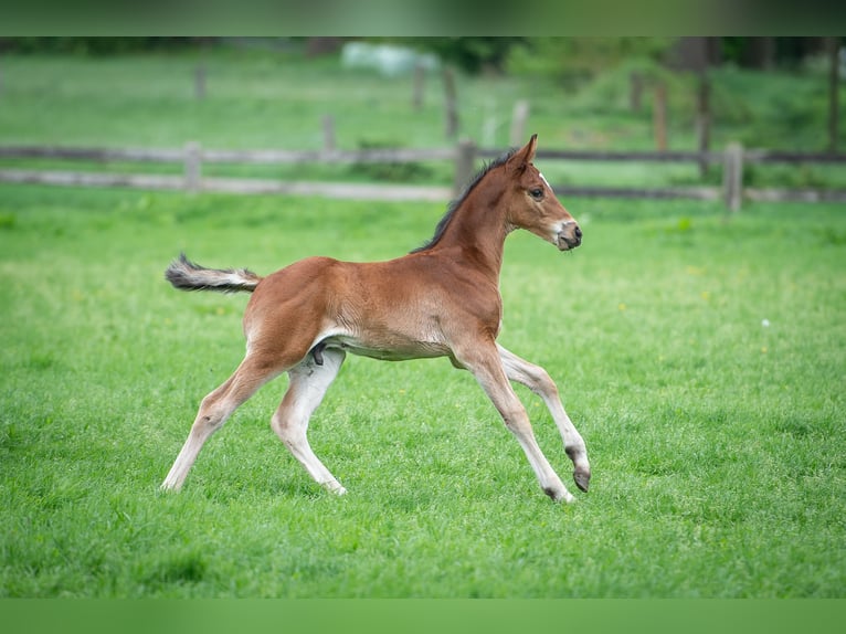 Hanoverian Stallion  Brown in Merzen