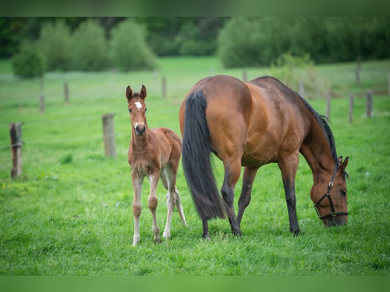 Hanoverian Stallion  Brown in Merzen